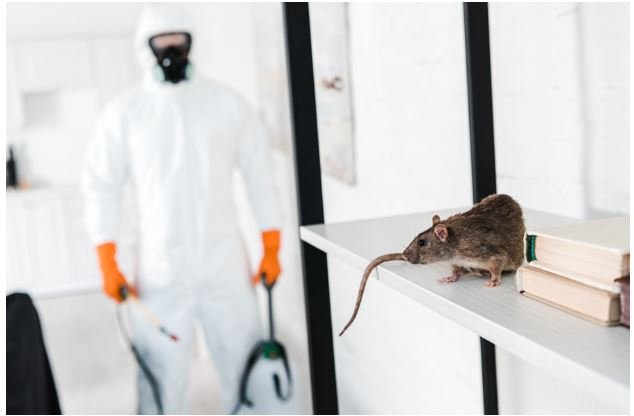 Exterminators in Chelmsford: Your Trusted Partners in Pest Control