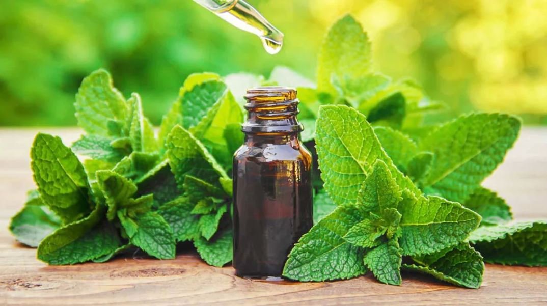 Understanding the Science Behind Peppermint Oil and its Effects on Dogs