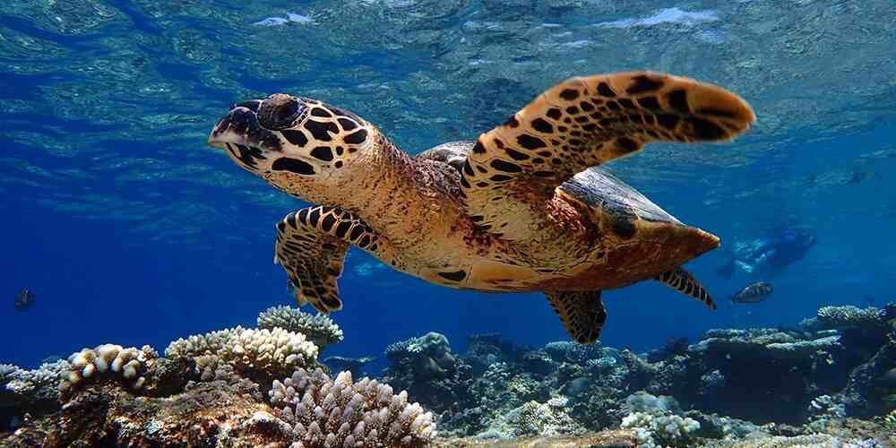 Exploring the Richness of Maldives Marine Life