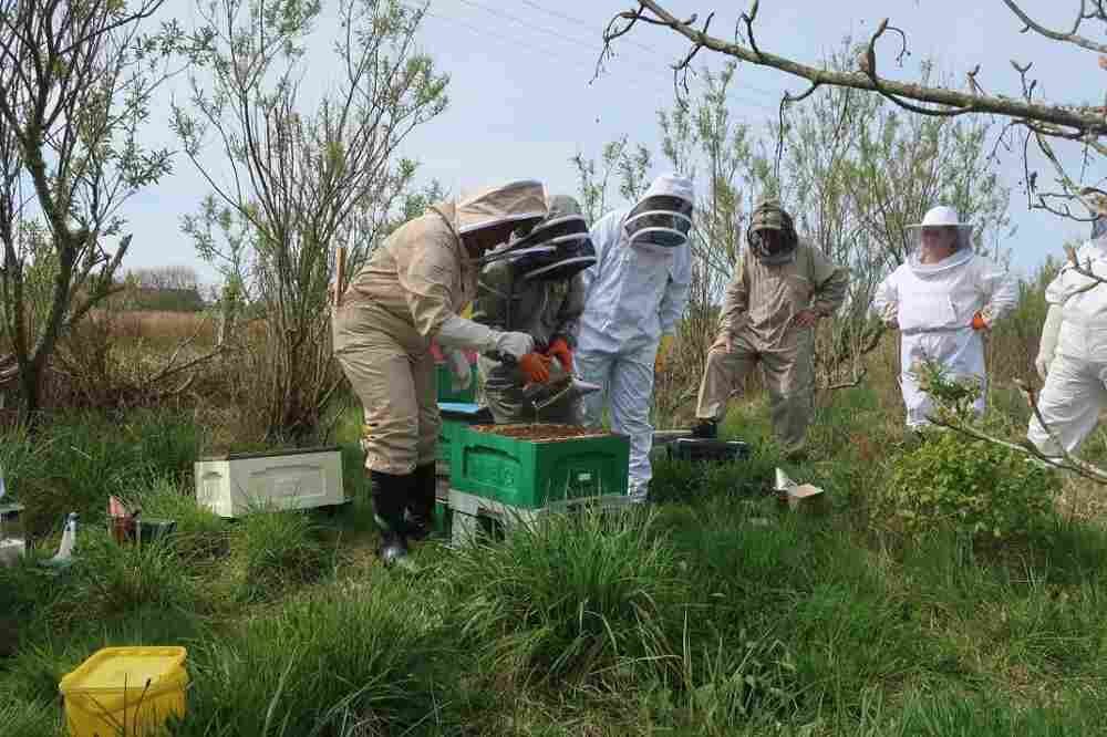 Professional Bee Suit Essential Gear for Every Beekeeper