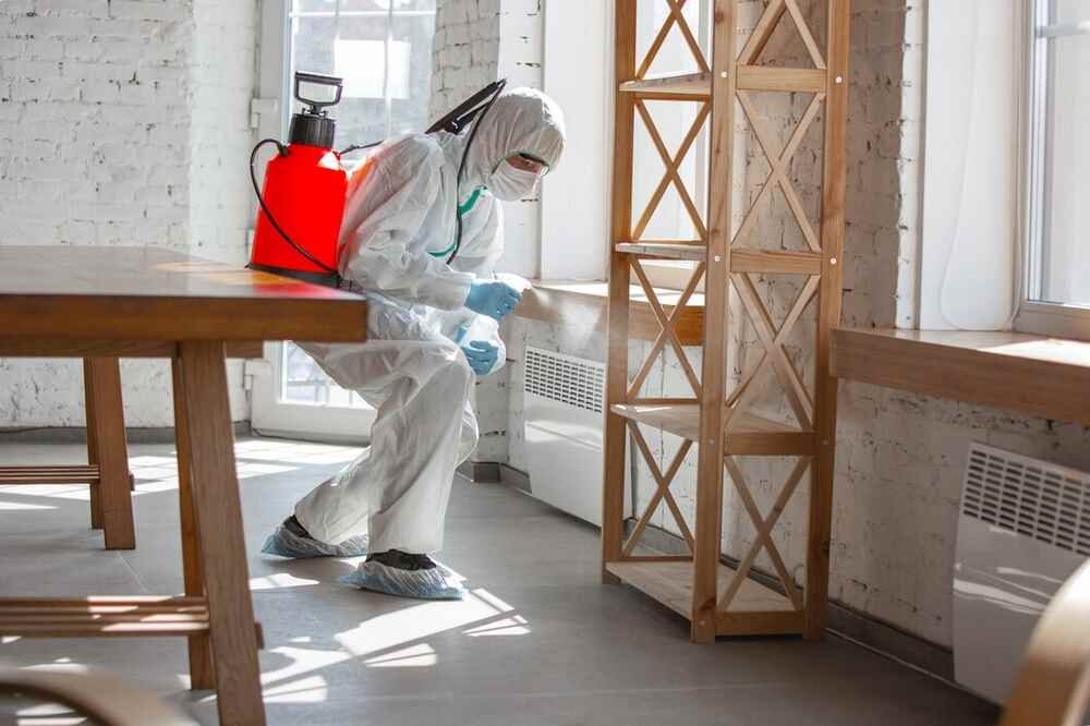 Why You Should Hire a Professional Mold Removal Specialist