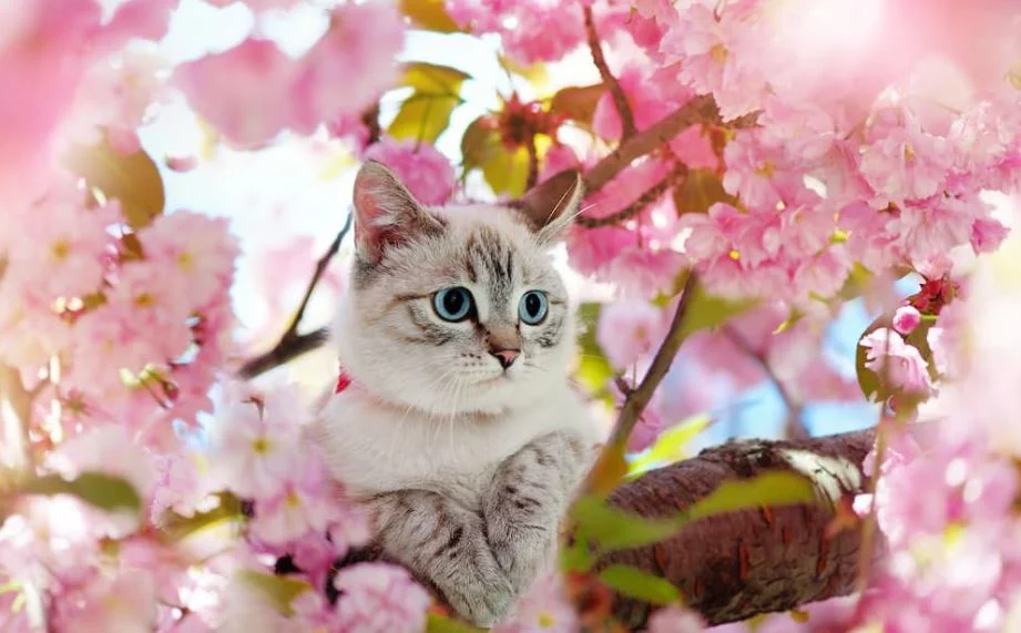 Cat Tree Flower and Cat Sofa Creating a Paradise at Home